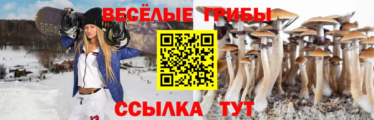 Псилоцибиновые грибы Psilocybe Красноармейск